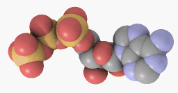 Д-рибоза АТФ аденозинтрифосфат (D-Ribose АТР)